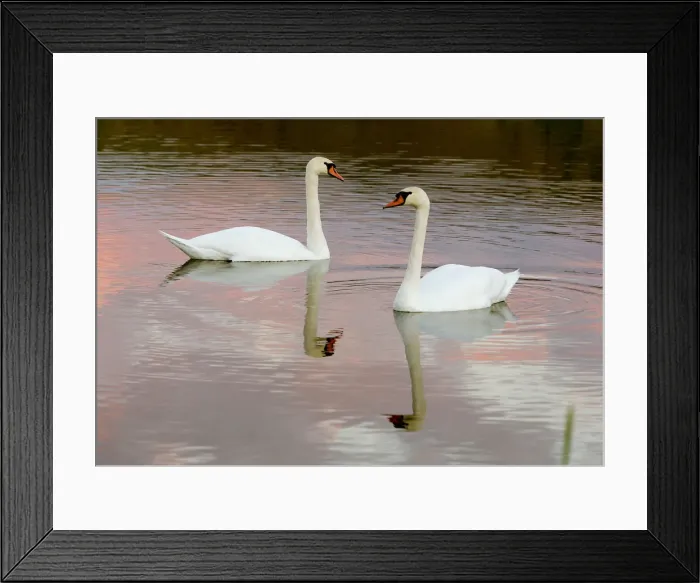 Framed Print : Wild swans swim in a lake at the outskirts of Minsk Framed Print : Wild swans swim in a lake at the outskirts of Minsk