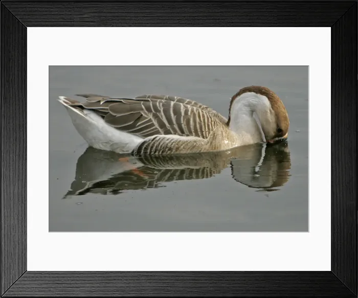 Framed Print : Swan swims in lake in Srinagar
