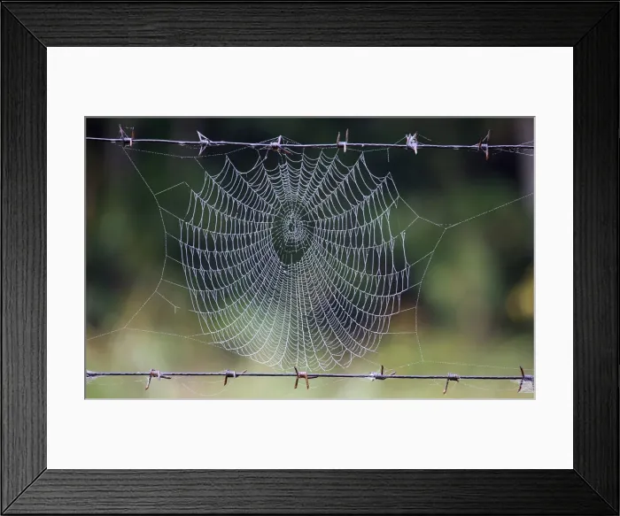 Framed Print : A spider web is seen in a forest near the village of Babchin Framed Print : A spider web is seen in a forest near the village of Babchin