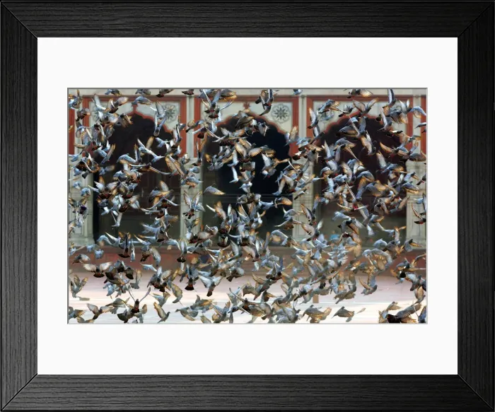 Framed Print : Pigeons fly inside complex of Jama Masjid in the old quarters of Delhi, India Framed Print : Pigeons fly inside complex of Jama Masjid in the old quarters of Delhi, India