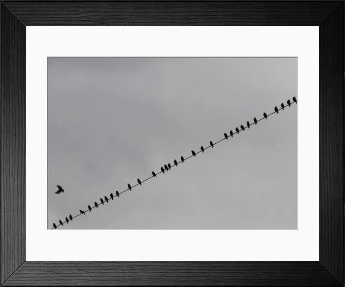 Framed Print : Birds perch on power lines above farmland near Tirana