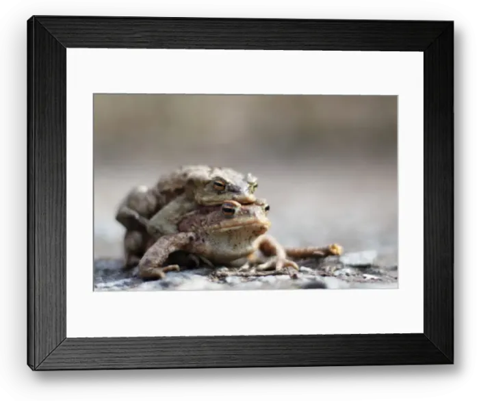 Framed Print : Two toads are on their way to a lake in a forest near Darmstadt Framed Print : Two toads are on their way to a lake in a forest near Darmstadt