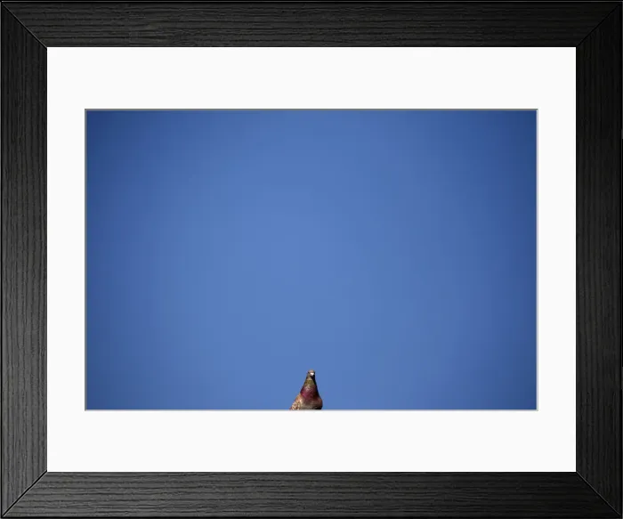 Framed Print : A pigeon sits on a roof top in front of an unusually clear sky in central London Framed Print : A pigeon sits on a roof top in front of an unusually clear sky in central London