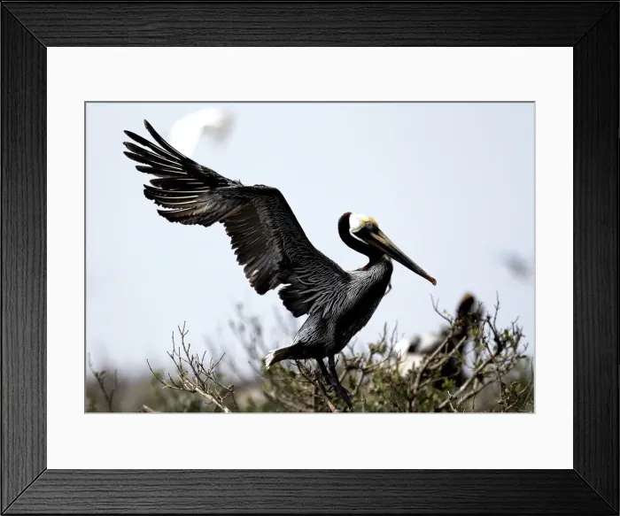 Framed Print : A healthy Brown Pelican spreads its wings at Cat Island in Barataria Bay near Myrtle Grove Framed Print : A healthy Brown Pelican spreads its wings at Cat Island in Barataria Bay near Myrtle Grove