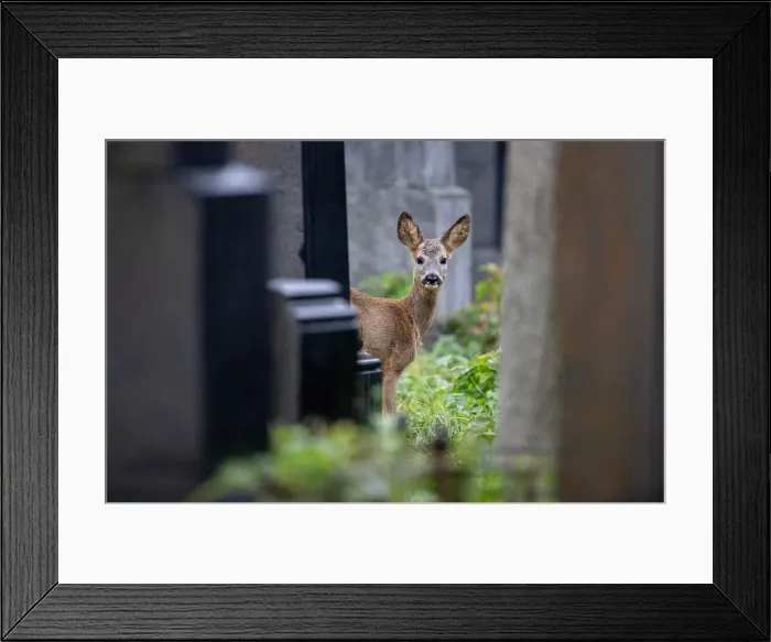 Framed Print : A deer is seen between tombstones at the old jewish part of the Zentralfriedhof cemetery Framed Print : A deer is seen between tombstones at the old jewish part of the Zentralfriedhof cemetery