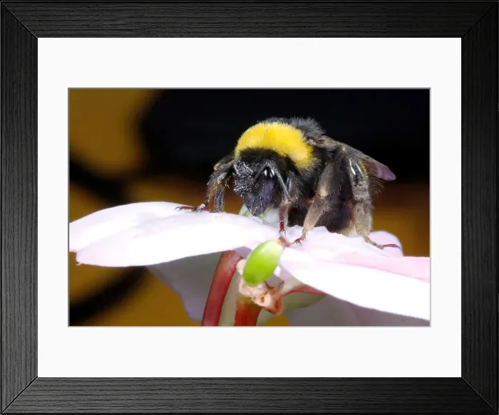 Framed Print : A bumblebee collects nectar from a flower, in Vina del Mar Framed Print : A bumblebee collects nectar from a flower, in Vina del Mar