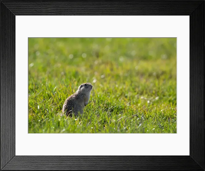 Framed Print : Speckled ground squirrel feeds in a field near the village of Yushevichi Framed Print : Speckled ground squirrel feeds in a field near the village of Yushevichi