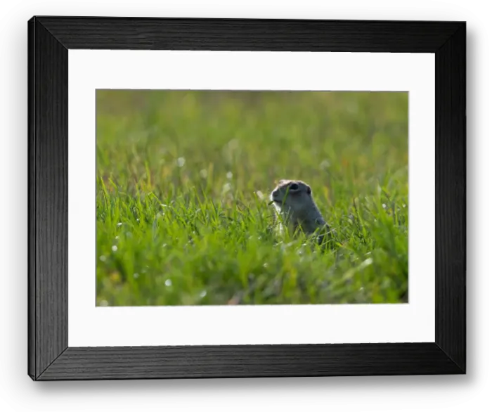 Framed Print : Speckled ground squirrel feeds in a field near the village of Yushevichi Framed Print : Speckled ground squirrel feeds in a field near the village of Yushevichi