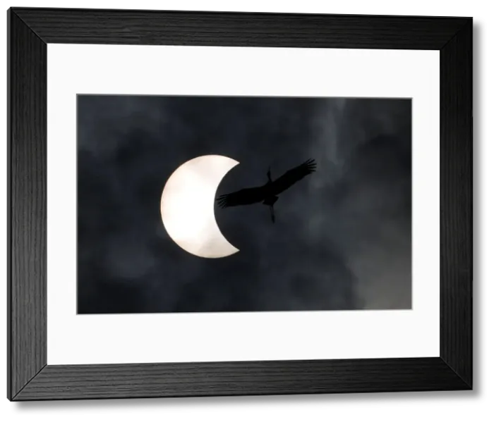 Framed Print : Bird flies during the solar eclipse in Bangkok Framed Print : Bird flies during the solar eclipse in Bangkok