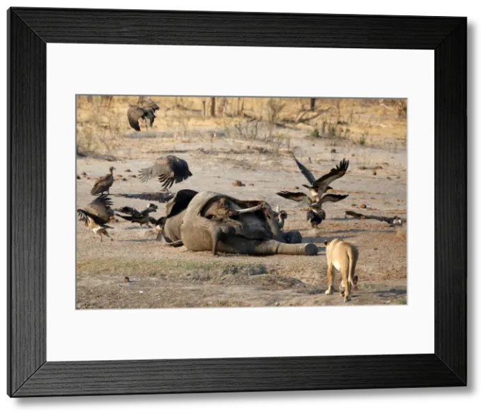 Framed Print : A lion is seen approaching an elephant carcass at a watering hole inside Hwange National Framed Print : A lion is seen approaching an elephant carcass at a watering hole inside Hwange National