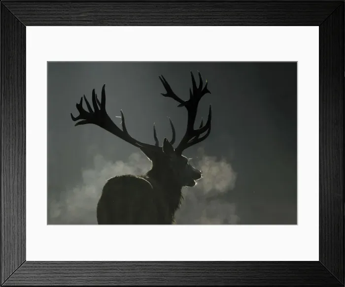 Framed Print : A deer is seen in the early morning mist in Richmond Park, west London Framed Print : A deer is seen in the early morning mist in Richmond Park, west London