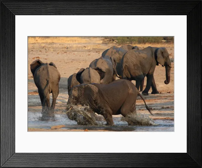 Framed Print : A group of elephants are seen at a watering hole inside Hwange National Park Framed Print : A group of elephants are seen at a watering hole inside Hwange National Park