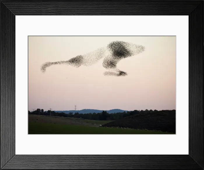 Framed Print : A murmuration of migrating starlings fly in a group over a field near Kiryat Gat Framed Print : A murmuration of migrating starlings fly in a group over a field near Kiryat Gat