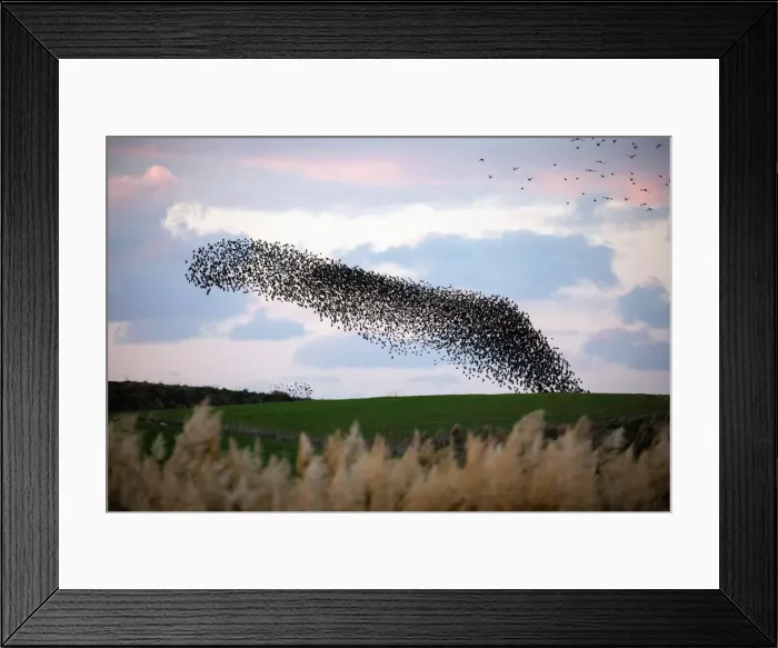 Framed Print : A murmuration of migrating starlings fly in a group over a field near Kiryat Gat Framed Print : A murmuration of migrating starlings fly in a group over a field near Kiryat Gat