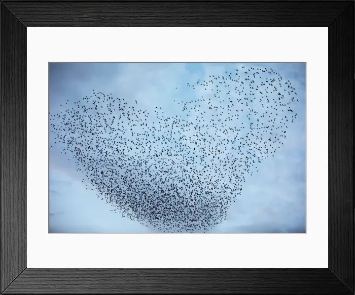 Framed Print : A murmuration of migrating starlings fly in a group near Kiryat Gat, southern Israel Framed Print : A murmuration of migrating starlings fly in a group near Kiryat Gat, southern Israel