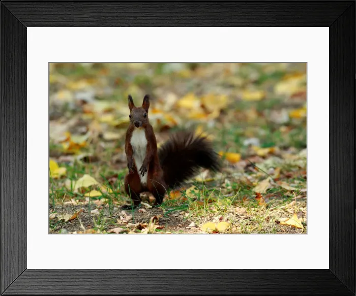 Framed Print : A squirrel plays at a city park during an unusually warm October day in Skopje Framed Print : A squirrel plays at a city park during an unusually warm October day in Skopje