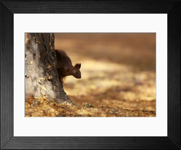 Framed Print : A squirrel plays at a city park during an unusually warm October day in Skopje