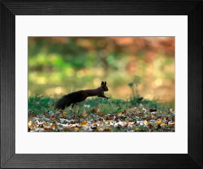 Framed Print : A squirrel plays at a city park during an unusually warm October day in Skopje