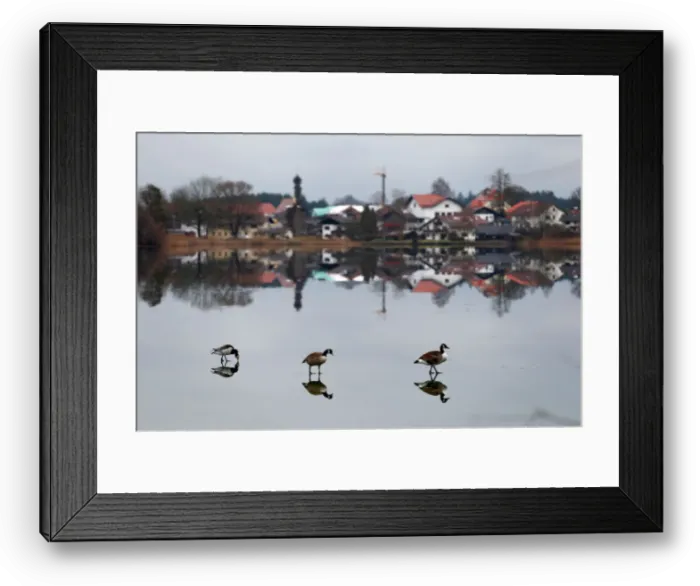 Framed Print : Canada geese are seen on a lake in Seeon Framed Print : Canada geese are seen on a lake in Seeon