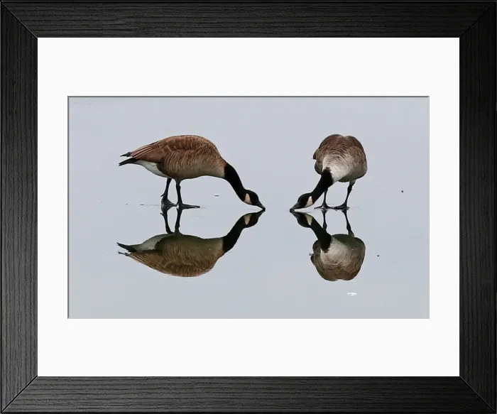 Framed Print : Canada geese are seen on a lake in Seeon