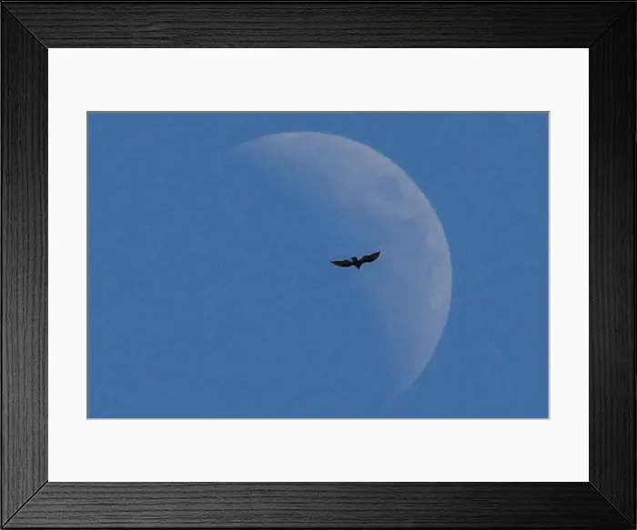 Framed Print : A bird flies past the moon as U. S. President Donald Trump participates in a round of golf Framed Print : A bird flies past the moon as U. S. President Donald Trump participates in a round of golf