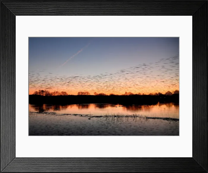 Framed Print : Murmurations are seen at dusk as thousands of starlings return to roost on Somerset Framed Print : Murmurations are seen at dusk as thousands of starlings return to roost on Somerset