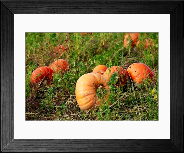 Framed Print : Pumpkins are pictured in a field on an autumn morning near Oulens Framed Print : Pumpkins are pictured in a field on an autumn morning near Oulens