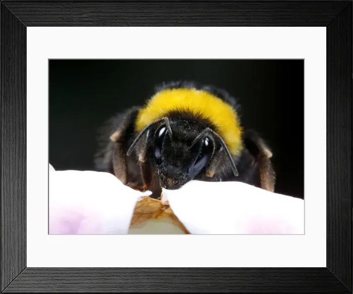 Framed Print : A bumblebee collects nectar from a flower, in Vina del Mar