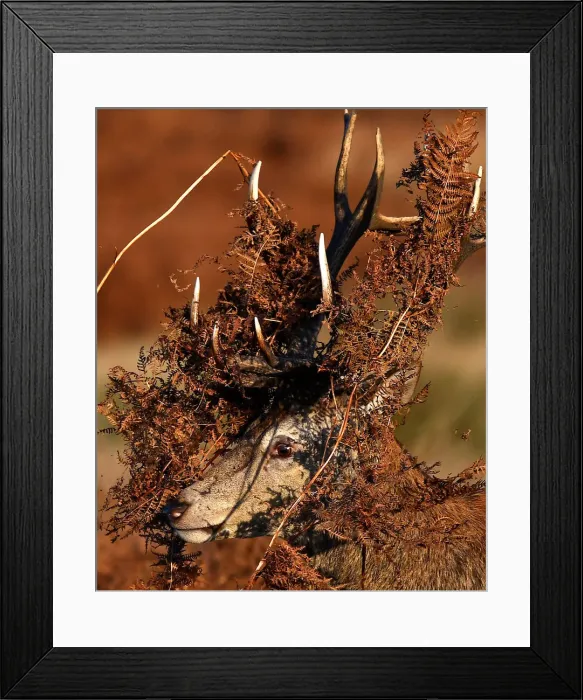 Framed Print : A deer is seen covered in bracken undergrowth as it prepares to clash with a rival Framed Print : A deer is seen covered in bracken undergrowth as it prepares to clash with a rival