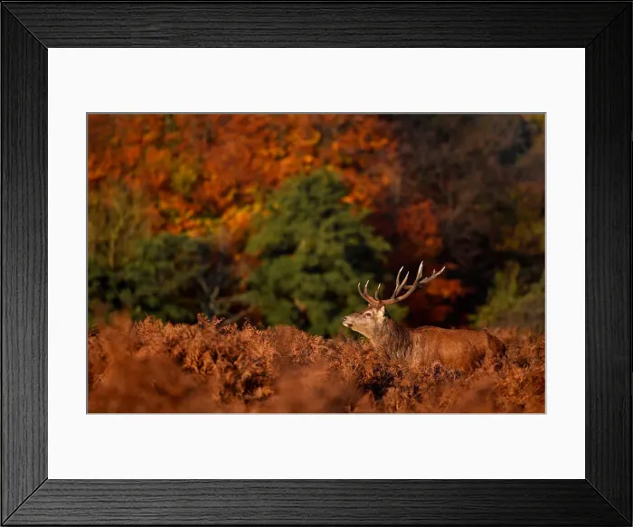 Framed Print : A deer stag is seen in the early morning light in Richmond Park, west London, Britain Framed Print : A deer stag is seen in the early morning light in Richmond Park, west London, Britain