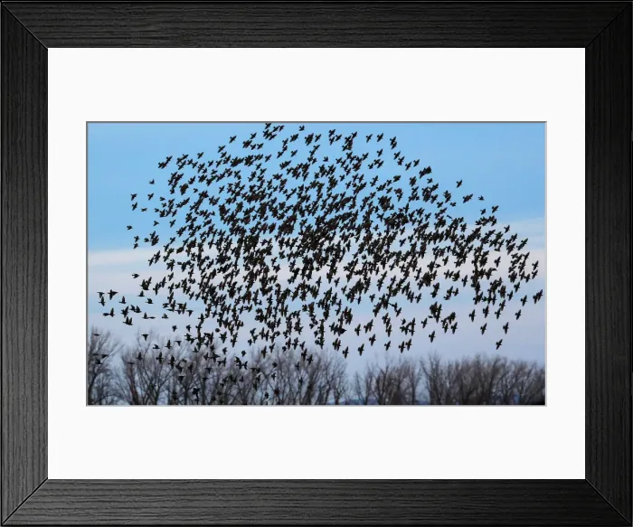 Framed Print : A murmuration of of Starlings fly at dusk over the Piermont Marsh along the Hudson