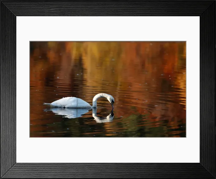 Framed Print : A swan paddles on Loch Faskally, Pitlochry, Scotland Framed Print : A swan paddles on Loch Faskally, Pitlochry, Scotland