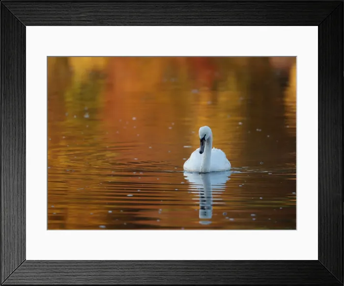 Framed Print : A swan paddles on Loch Faskally, Pitlochry, Scotland Framed Print : A swan paddles on Loch Faskally, Pitlochry, Scotland