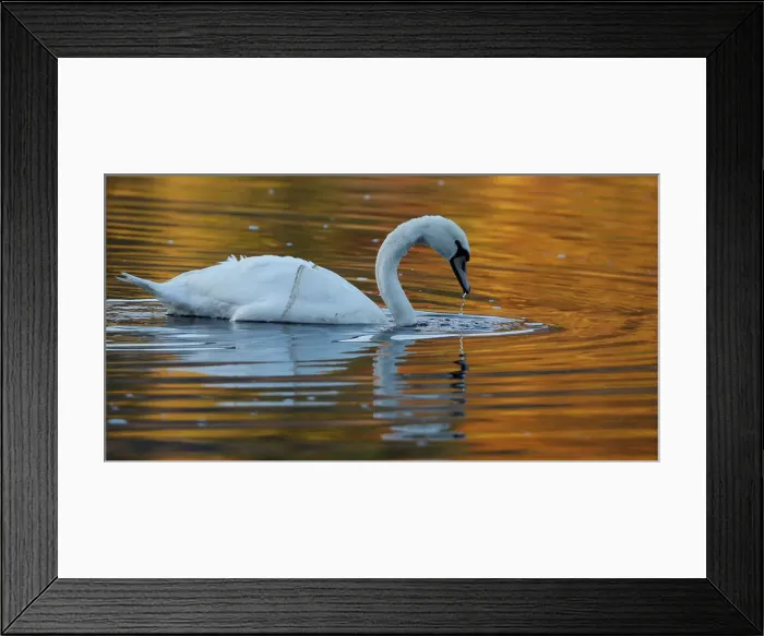 Framed Print : A swan paddles on Loch Faskally, Pitlochry, Scotland Framed Print : A swan paddles on Loch Faskally, Pitlochry, Scotland