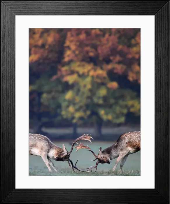 Framed Print : Deer clash as they fight during the rutting season in Richmond Park, west London Framed Print : Deer clash as they fight during the rutting season in Richmond Park, west London