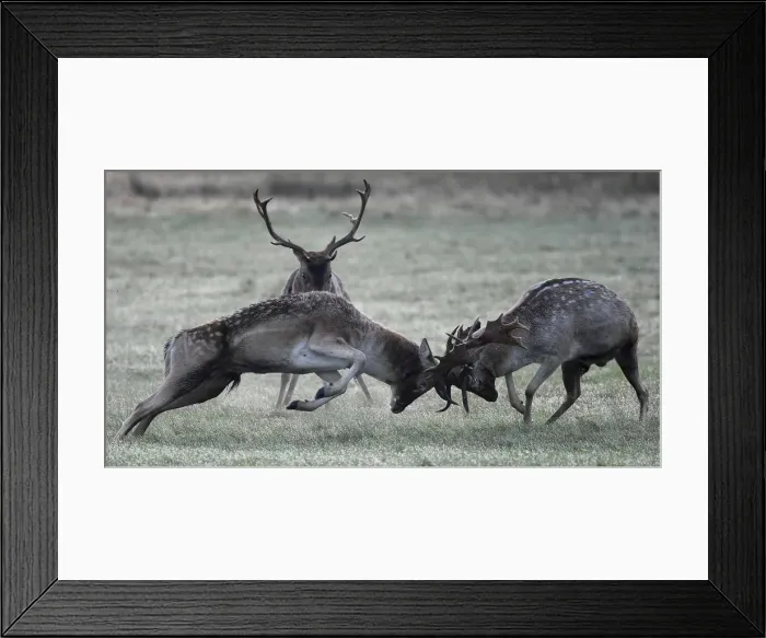 Framed Print : Deer clash as they fight during the rutting season in Richmond Park, west London Framed Print : Deer clash as they fight during the rutting season in Richmond Park, west London