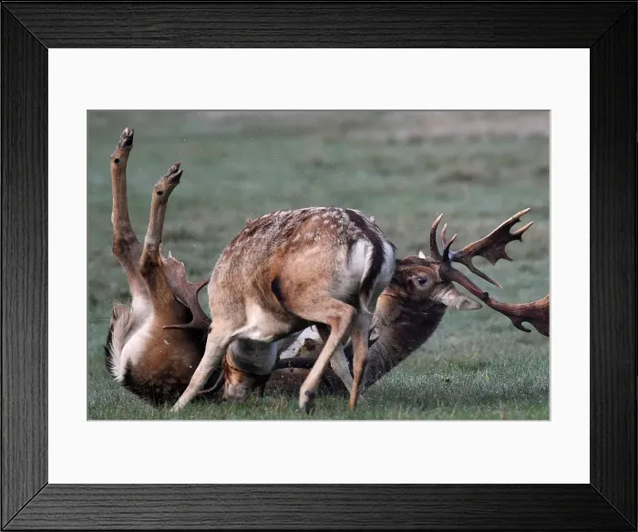 Framed Print : Deer clash as they fight during the rutting season in Richmond Park, west London Framed Print : Deer clash as they fight during the rutting season in Richmond Park, west London