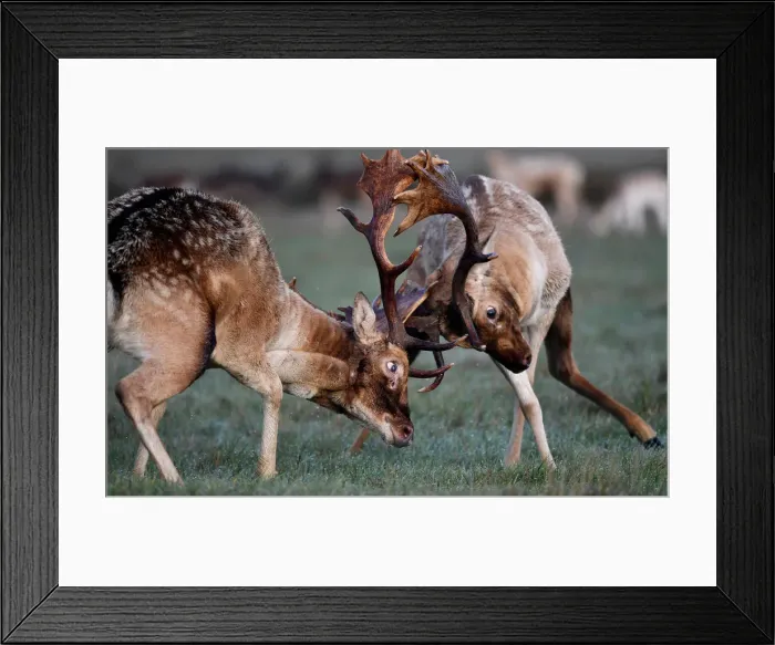 Framed Print : Deer clash as they fight during the rutting season in Richmond Park, west London Framed Print : Deer clash as they fight during the rutting season in Richmond Park, west London