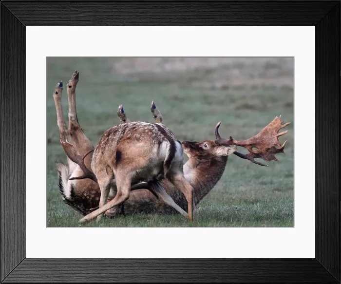 Framed Print : Deer clash as they fight during the rutting season in Richmond Park, west London Framed Print : Deer clash as they fight during the rutting season in Richmond Park, west London