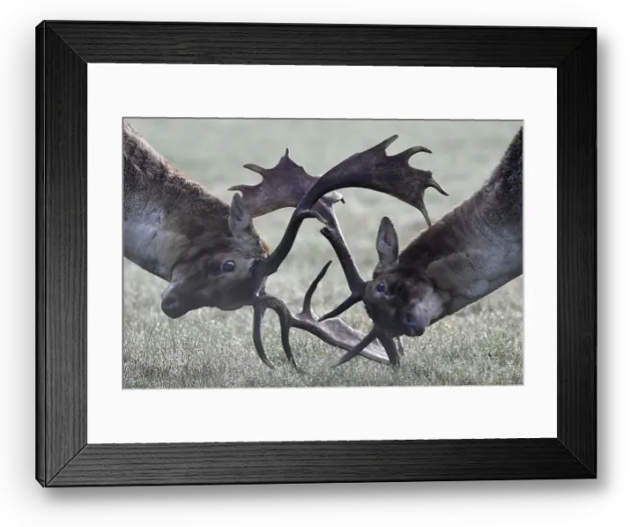 Framed Print : Deer clash as they fight during the rutting season in Richmond Park, west London Framed Print : Deer clash as they fight during the rutting season in Richmond Park, west London
