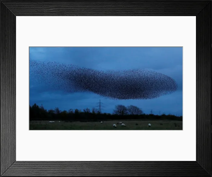 Framed Print : A murmuration of starlings is seen across the sky near the town of Gretna Green, Scotland Framed Print : A murmuration of starlings is seen across the sky near the town of Gretna Green, Scotland