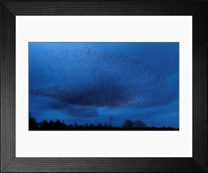 Framed Print : A murmuration of starlings is seen across the sky near the town of Gretna Green, Scotland Framed Print : A murmuration of starlings is seen across the sky near the town of Gretna Green, Scotland
