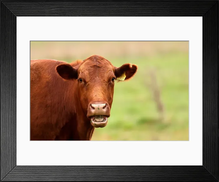 Framed Print : A cow is seen in a farm in Azul, in Buenos Aires Framed Print : A cow is seen in a farm in Azul, in Buenos Aires