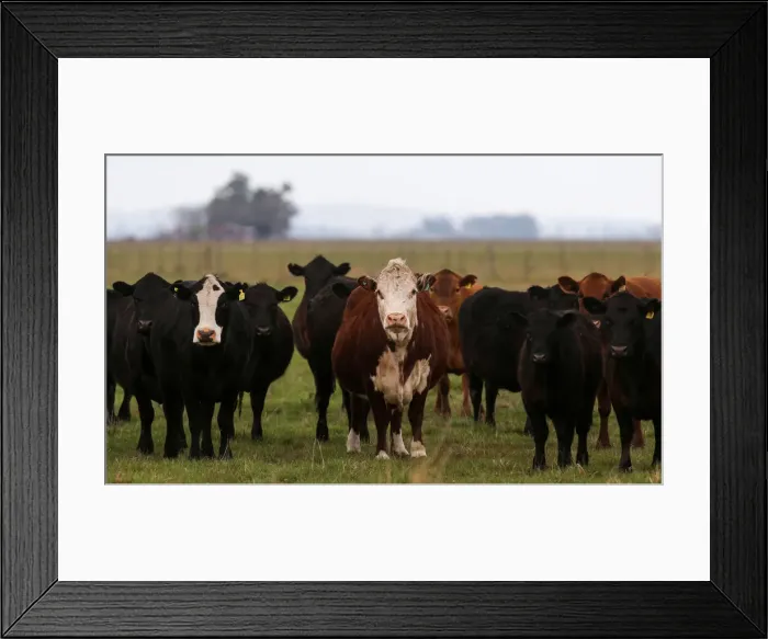 Framed Print : Cows are seen in a farm in Azul, in Buenos Aires Framed Print : Cows are seen in a farm in Azul, in Buenos Aires