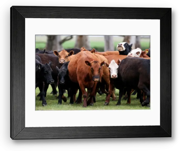 Framed Print : Cows are seen in a farm in Azul, in Buenos Aires Framed Print : Cows are seen in a farm in Azul, in Buenos Aires