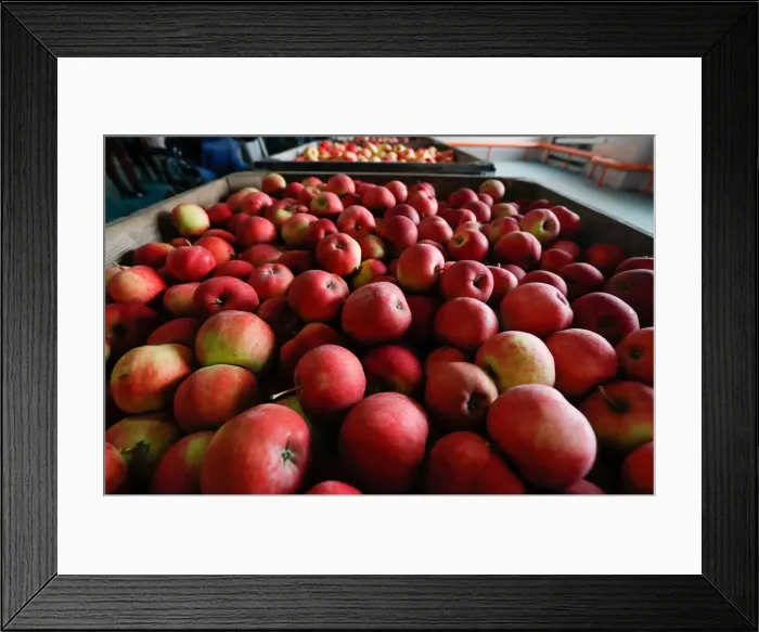 Framed Print : Apples are seen at Partizanskoye plant in Minsk Framed Print : Apples are seen at Partizanskoye plant in Minsk
