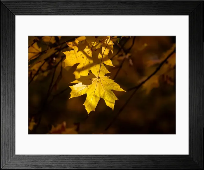 Framed Print : Autumn coloured leaves are pictured in Moscow Framed Print : Autumn coloured leaves are pictured in Moscow