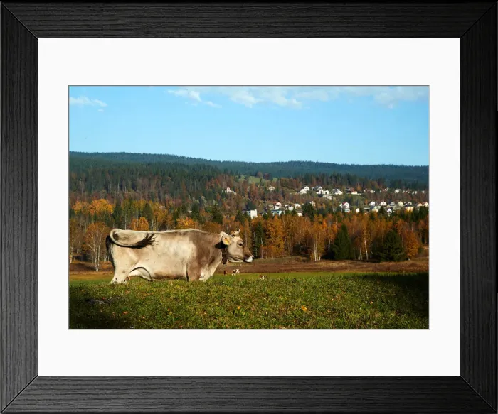Framed Print : A cow grazes in a field on a sunny autumn day in the Valley de Joux near Le Chenit
