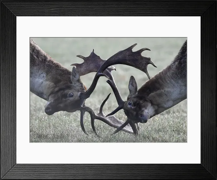 Framed Print : Deer clash as they fight during the rutting season in Richmond Park, west London