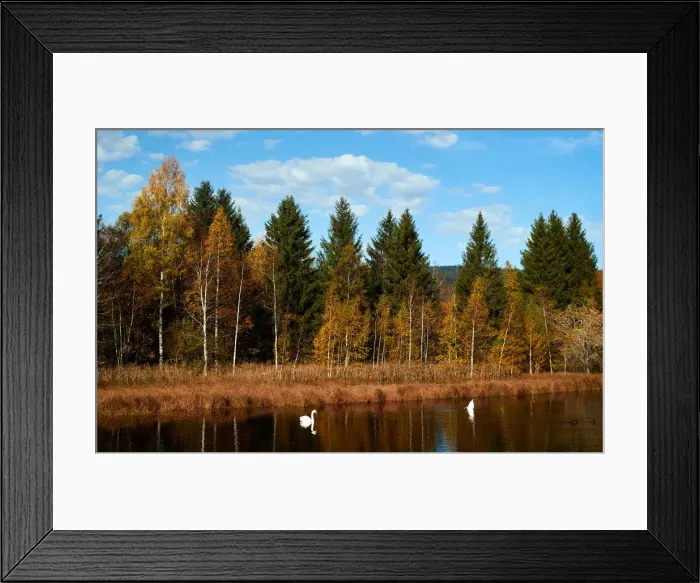 Framed Print : Swans are seen during a sunny autumn day in the Valley de Joux near Le Chenit Framed Print : Swans are seen during a sunny autumn day in the Valley de Joux near Le Chenit